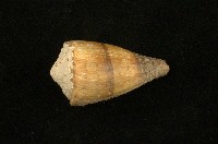 藏品(柳絲芋螺)的圖片